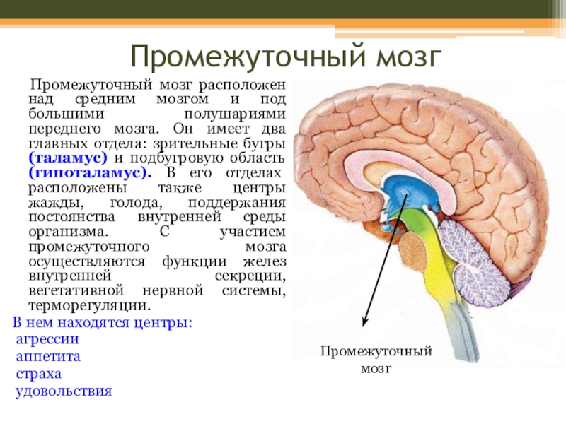 Функции среднего мозга 8 класс биология. Остаток полости промежуточного мозга. Промежуточный мозг строение. Отдел переднего мозга, в котором располагается таламус и гипоталамус. Передний мозг промежуточный мозг и большие полушария.