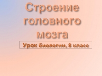 1.Строение головного мозга