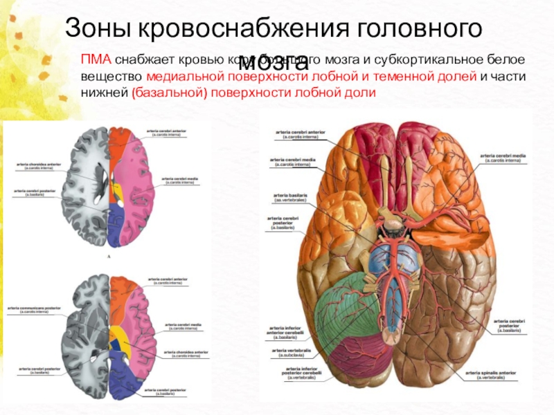 Бассейны кровоснабжения головного мозга схема