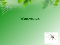 Животные