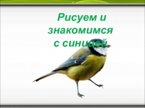 Рисуем и знакомимся
с синицей