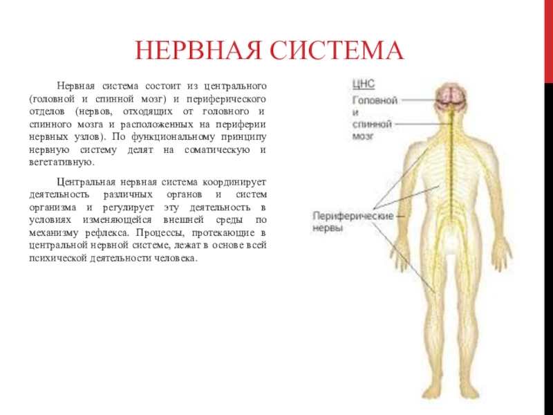 Центральный нервный канал. Нервная система состоит из головного мозга спинного мозга нервов. Центральная нервная система состоит из спинного и головного. Основные понятия Центральная нервная система головной и спинной мозг. Нервная система состоит из центрального и периферического отдела..