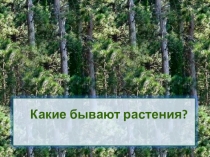 Какие бывают растения?