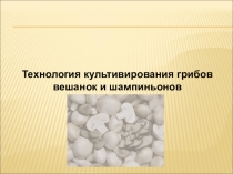 Технология культивирования грибов вешанок и шампиньонов