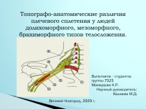 Топографо-анатомические различия плечевого сплетения у людей долихоморфного,