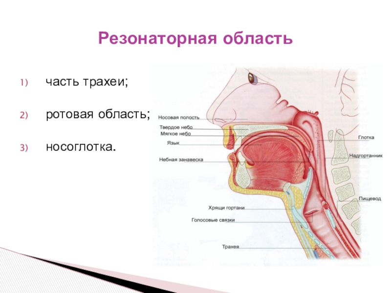 Носоглотка в разрезе фото промывание строение