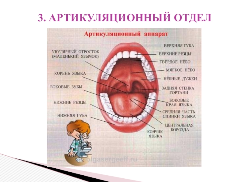 Органы речи картинка для детей