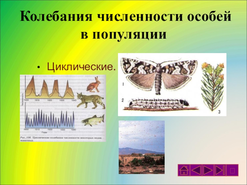 Количество особей. Колебания численности популяции. Колебания численности особей. Циклические колебания популяции. Популяция растений и животных.