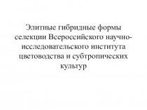 Элитные гибридные формы селекции Всероссийского научно-исследовательского