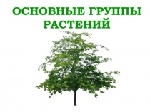 ОСНОВНЫЕ ГРУППЫ РАСТЕНИЙ