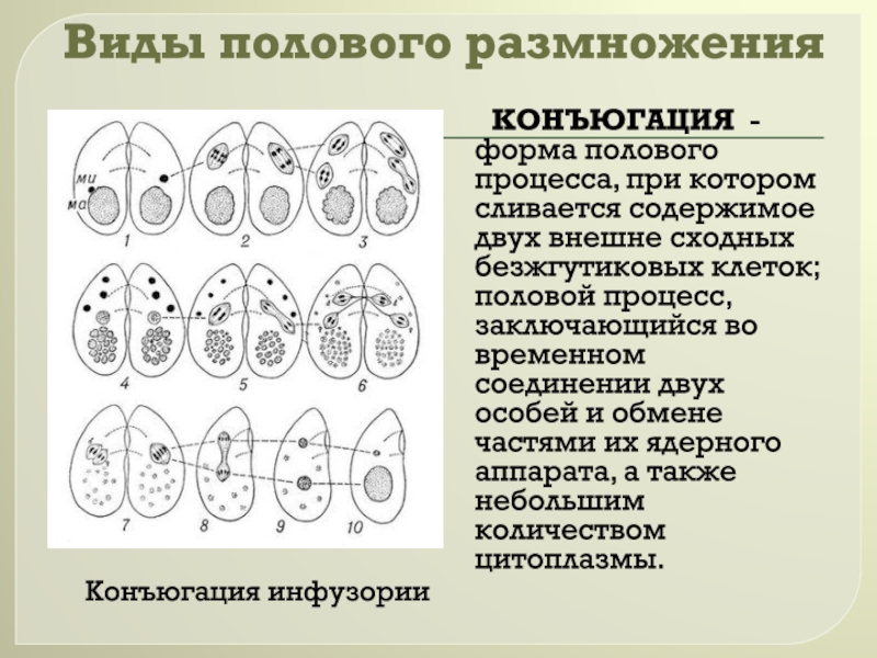 Стадии конъюгации инфузории. Конъюгация инфузорий схема. Процесс конъюгации инфузории туфельки.