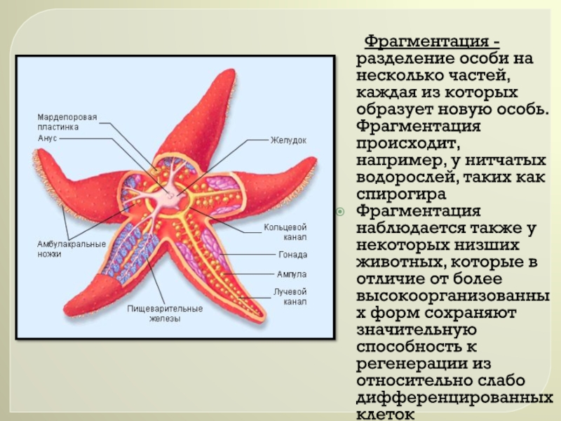 Разделение фото на несколько частей