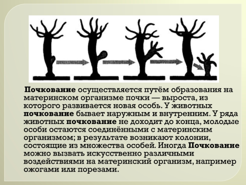 Осуществляется путем. Почкование животные. Особенности почкования. В чем суть почкования.