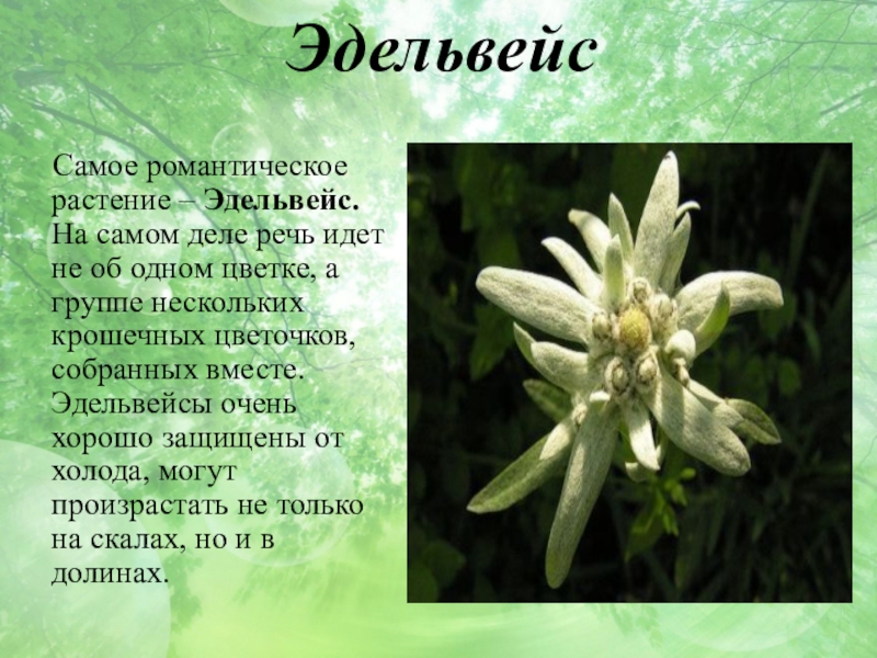 Эдельвейс текст. Эдельвейс цветок Легенда. Доклад про Эдельвейс 2 класс. Эдельвейс растение описание. Сообщение о цветке Эдельвейс.