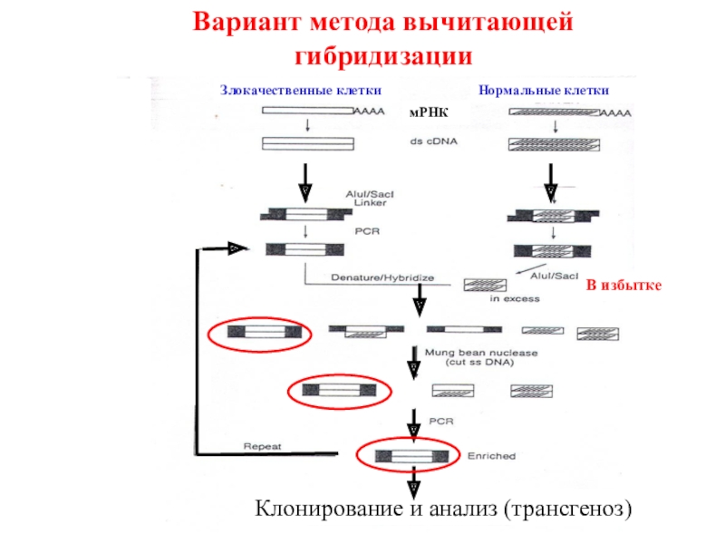 Метод гибридизации соматических клеток. Метод гибридизации соматических клеток этапы. Трансгеноз. Трансгеноз ихема.