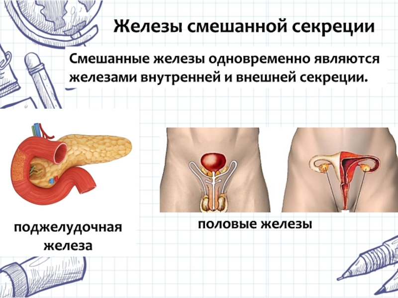 Половые железы картинки