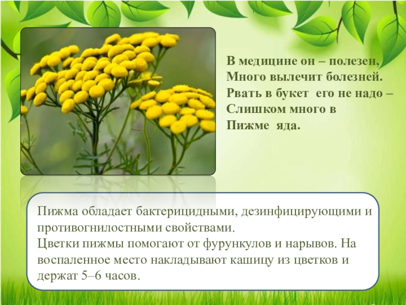 Пижма лечебные свойства. Пижма обыкновенная 3 класс. Пижма обыкновенная для 2 класса. Пижма зеленая аптека. Растения пижма информация.