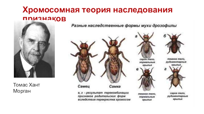 Хромосомная теория томаса. Хромосомная теория Томаса Моргана.