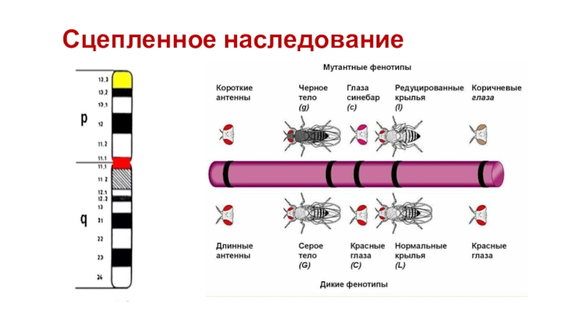 Сцепленное наследование признаков закон т моргана презентация 9 класс