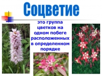 Соцветие
это группа цветков на одном побеге расположенных в определенном порядке