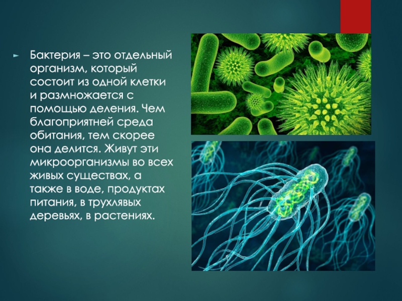 B 1 клетки. Бактерия. Бактерии это кратко. Бактерии и их среда обитания.