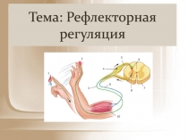 Тема: Рефлекторная регуляция