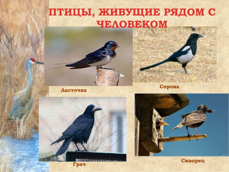 Птицы которые живут в городе фото и названия