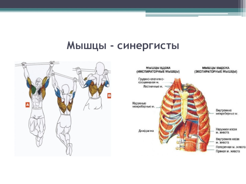 Мышцы антагонисты. Мышцы антагонисты и синергисты таблица. Мышцы антагонисты и синергисты. Мышцы антагонисты синергисты агонисты. Мышцы антагонисты и синергисты таблица анатомия.