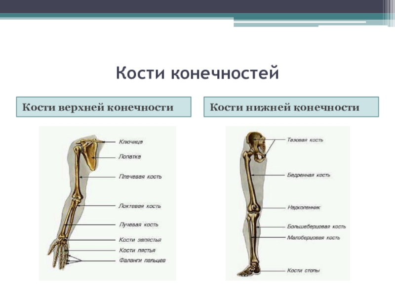 Кости конечностей. Лучевая кость ноги. Перечислите кости верхних и нижних конечностей. Порядке кости нижней конечности. Кости верхней конечности кости нижней конечности.