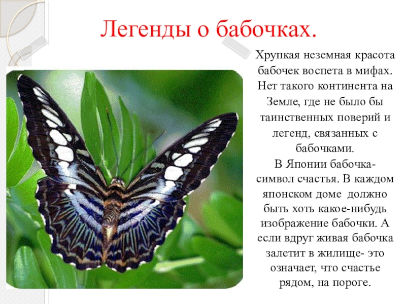 Сведения о бабочках окружающий мир. Бабочки в мифах и легендах. Бабочка это интересно. Интересное про бабочек для детей.