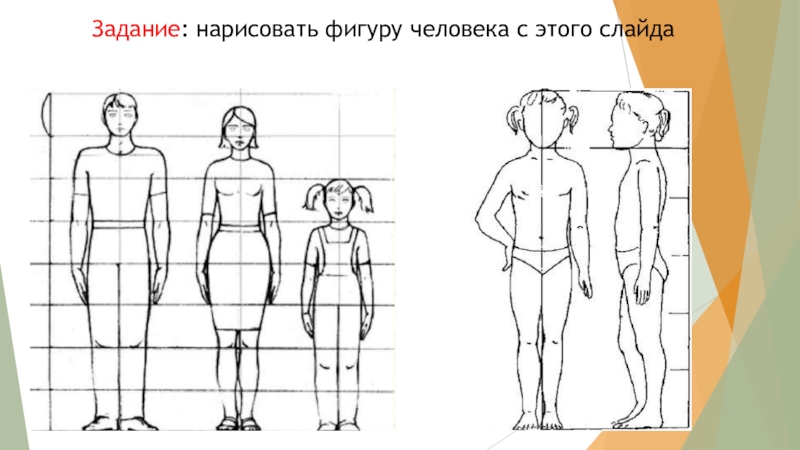 Презентация 7 класс пропорции и строение фигуры человека изо 7 класс