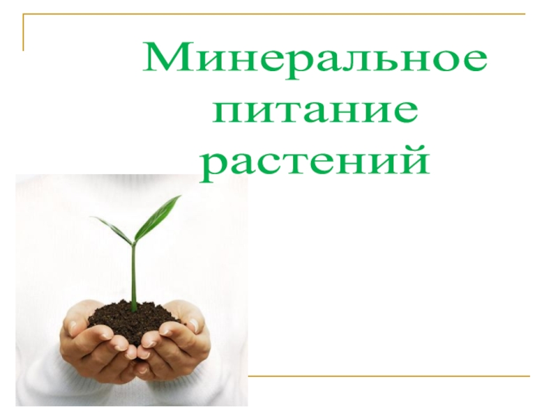 Презентация Минеральное
питание
растений