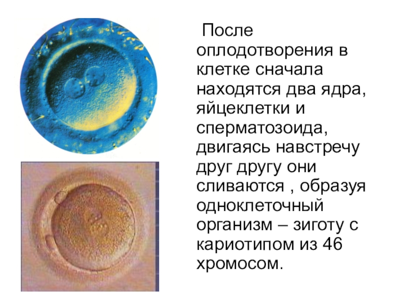 После оплодотворения яйцеклетки и первых. Реакция после оплодотворения. Василек после оплодотворения. Юная красавица после оплодотворения.