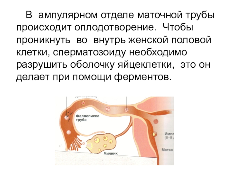 Физиология беременности презентация