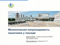 М еханическая непроходимость кишечника у лошади
Подготовила: студентка группы