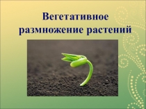 Вегетативное
размножение растений