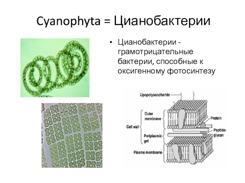Клетки водорослей и цианобактерий. Строение клеточной стенки цианобактерий. Цианобактерии строение клетки. Слизистый чехол цианобактерий. Cyanobacteria (Cyanophyta).