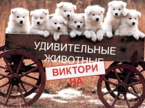 УДИВИТЕЛЬНЫЕ ЖИВОТНЫЕ
ВИКТОРИНА