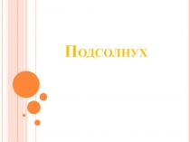 Подсолнух