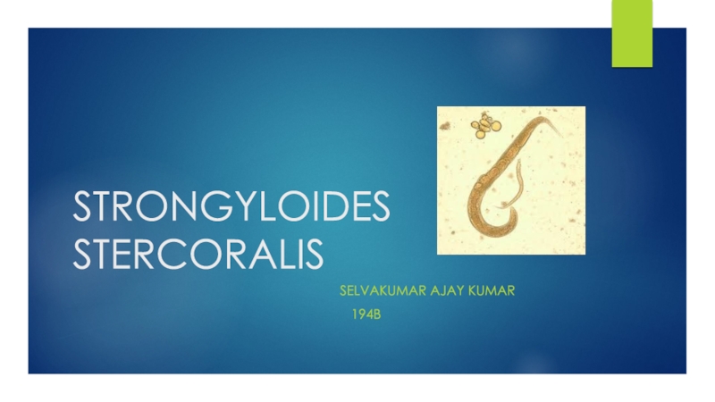 STRONGYLOIDES STERCORALIS