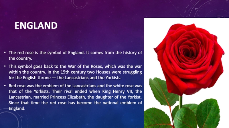 She likes roses. The symbol of England is Red Rose. Red Rose symbol of England. Red Rose great Britain. Red Rose is the National Emblem of England..