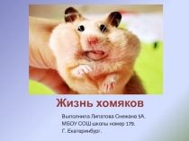 Жизнь хомяков
