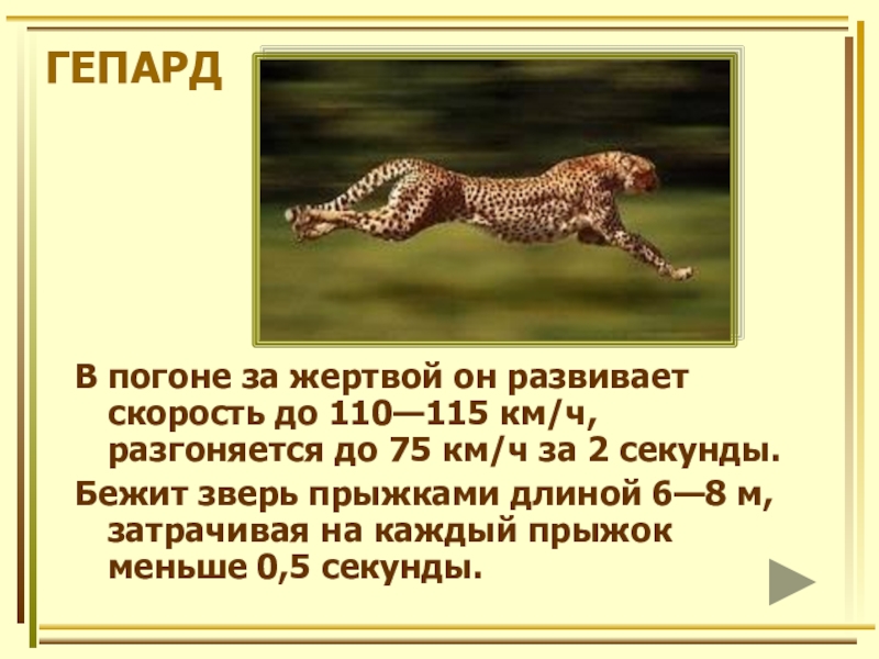 Сколько скорость гепарда. Скорость гепарда км/ч. Скорость гепарда км/ч максимальная. Максимальное скорос геопард. Максимальная скорость гепарда.