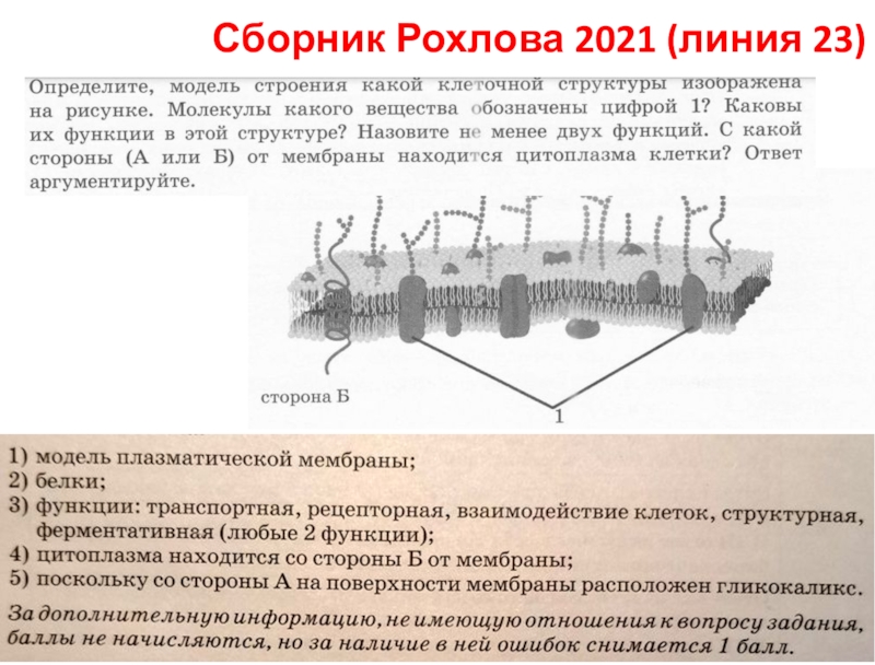 Сборник Рохлова 2021 (линия 23)