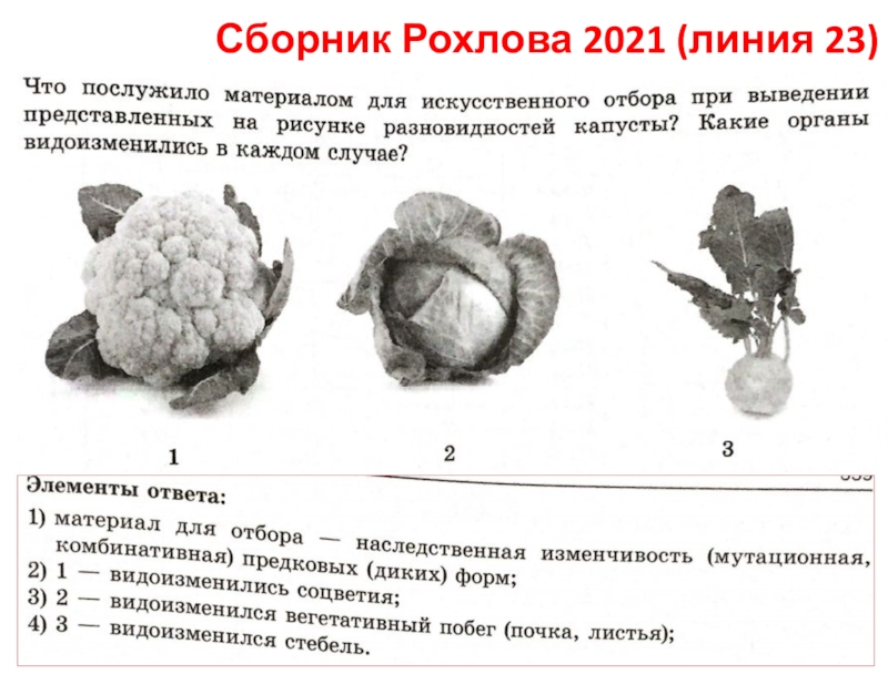 Сборник Рохлова 2021 (линия 23)