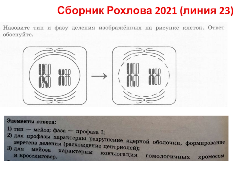 Сборник Рохлова 2021 (линия 23)