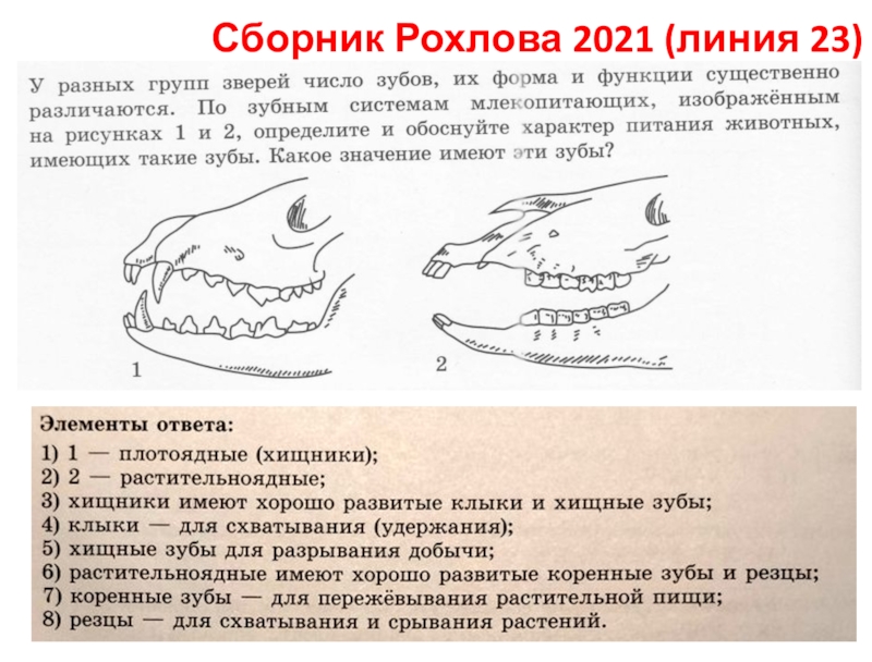 Сборник Рохлова 2021 (линия 23)