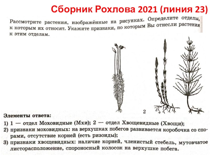 Сборник Рохлова 2021 (линия 23)