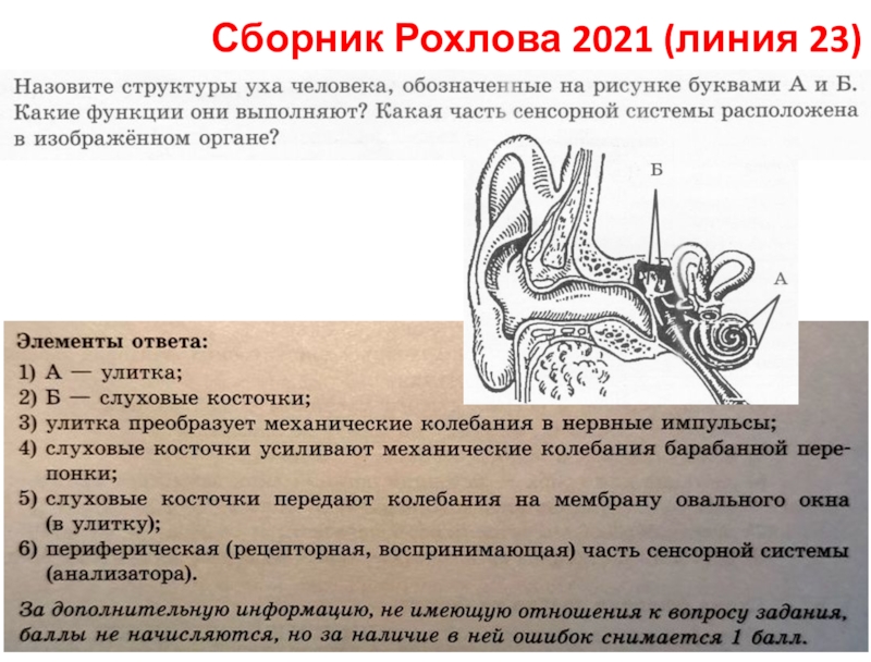 Сборник Рохлова 2021 (линия 23)