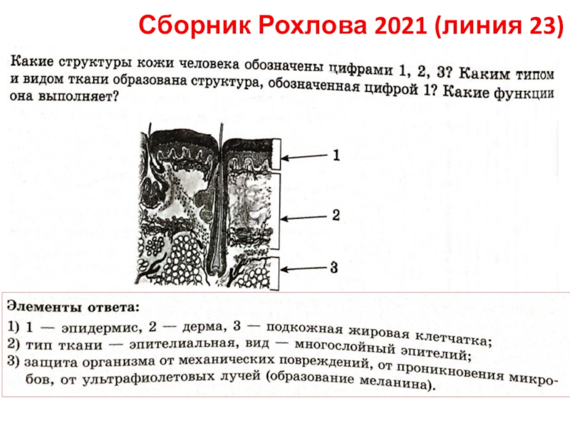 Сборник Рохлова 2021 (линия 23)